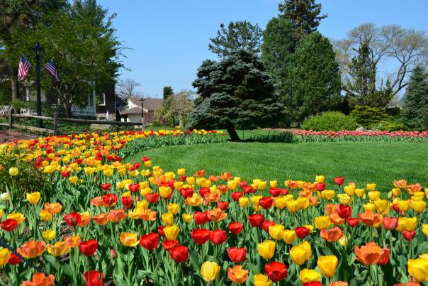 Take a stroll through the gardens at Peddler's Village. This 18th century-inspired shopping village features landscaped gardens throughout the 42-acre property, including a traditional Dutch style tulip garden the brings the entire village to life when it blooms in spring.