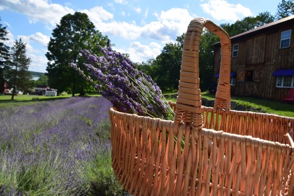 Peace Valley Lavender Farm