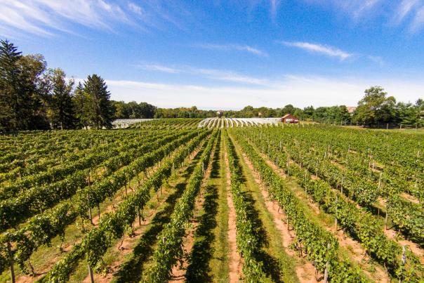 Crossing Vineyards Drone