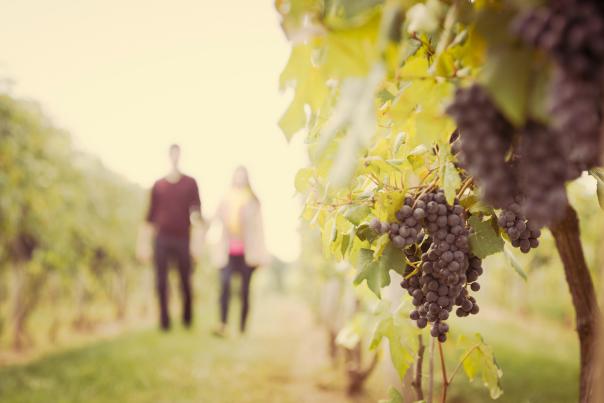 Grapes at Crossing Vineyards