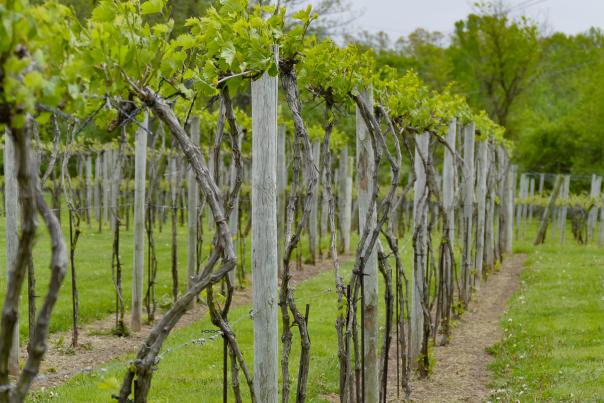 Rushland Ridge Winery vines