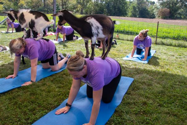 Esham Family Farm offers baby goat yoga all year round. New babies are born in November and March. Participants can follow the guided movements or just sit there and pet goats. September 2022