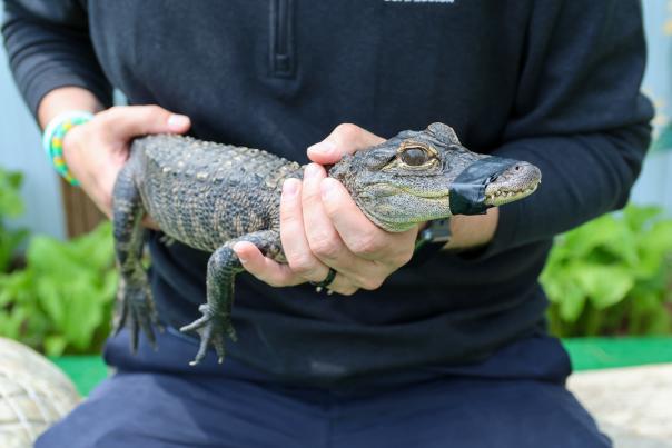 Critchlow's Alligator Sanctuary is home to dozens of alligators and other reptiles who were rejected as pets. The sanctuary provides a safe haven for the animals and people can come visit to learn their stories.