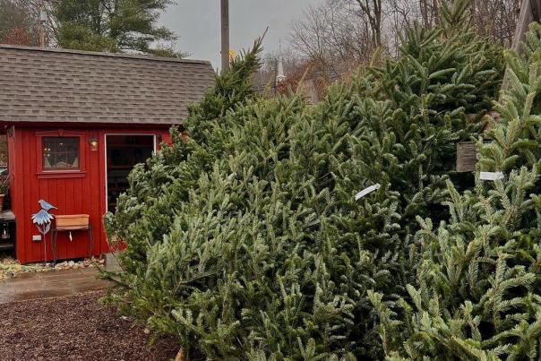 xmas trees