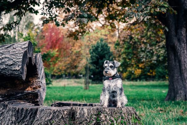 dog in park