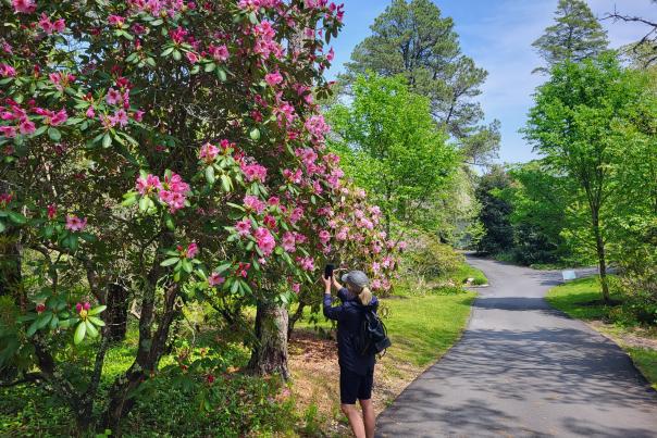 Rhododendron Fest