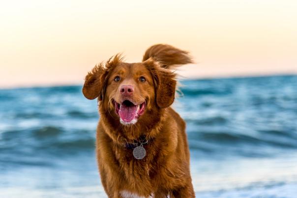Dog on beach