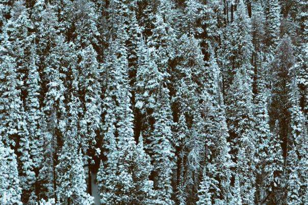 Casper Mountain winter