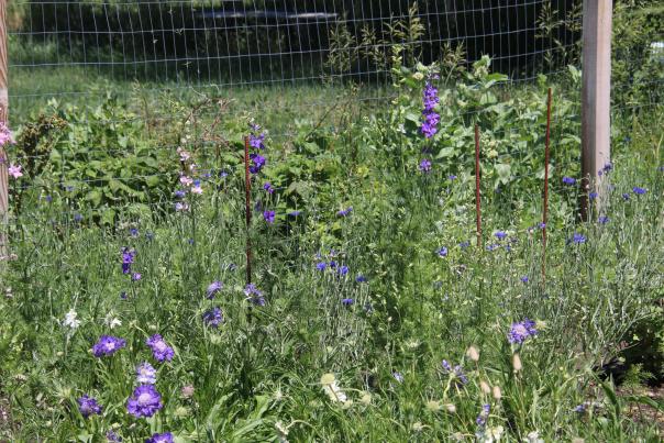 Wildflowers at the Bloomery
