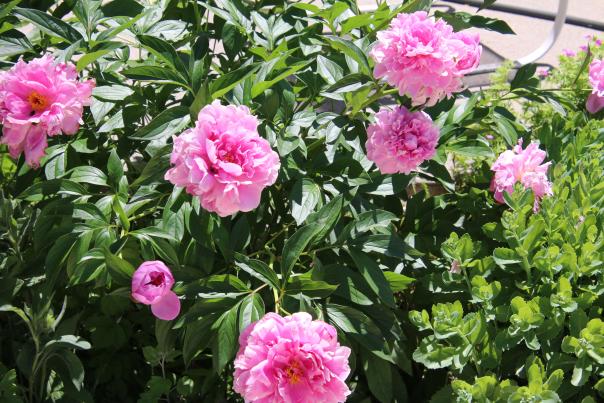Flowers at The Bloomery