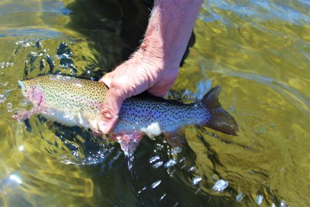 The Cast - Summer Fly-Fishing Primer 1