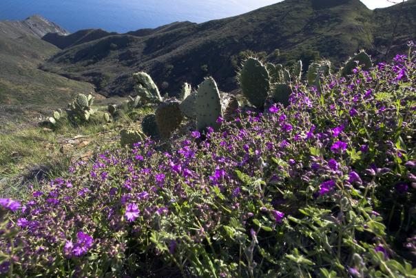 Catalina Island Wildflowers