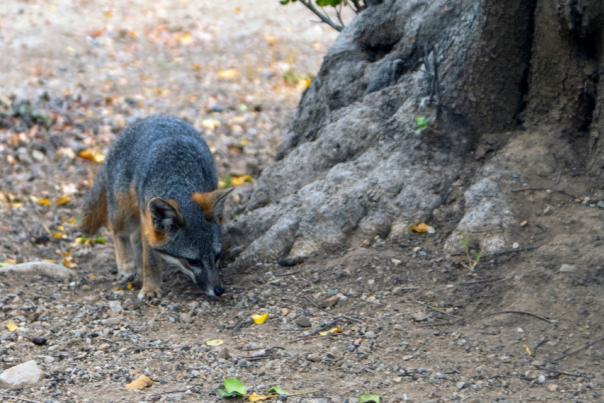 Fox Travel Awaits