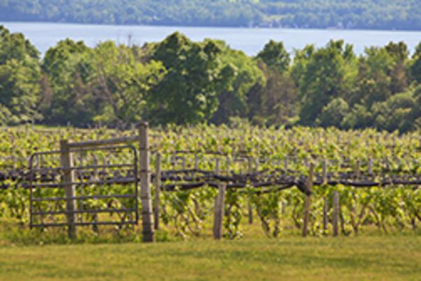 Long Point Winery Aurora NY