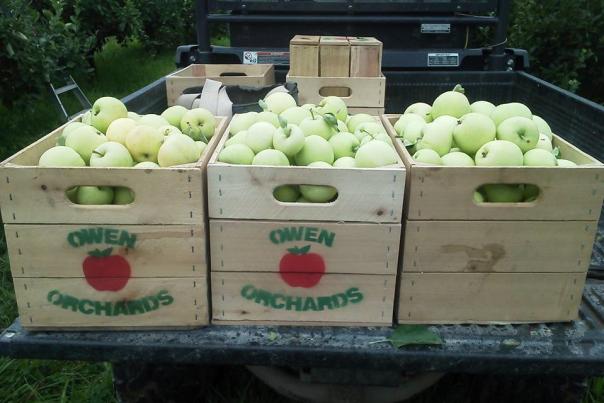 Crates of green apples at Owen Orchard