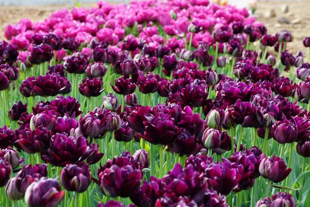 Black Hero Tulip at Wild Flora Farm