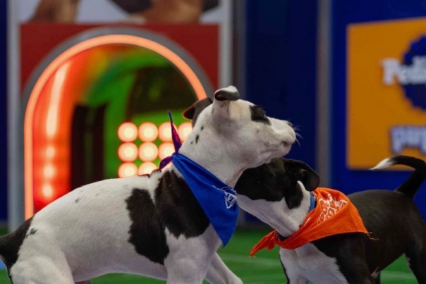 Two puppies playing at the Puppy Bowl 2026