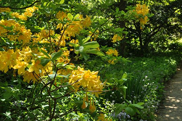 Coker Arboretum