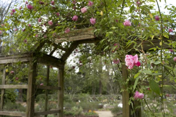Springtime at the North Carolina Botanical Garden