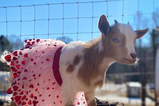 Ms Dolly Baby Goat in Valentine Heart Tutu