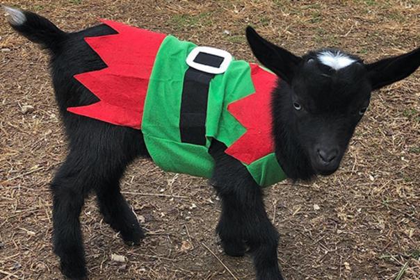 Goat in Elf Costume at Spring Haven