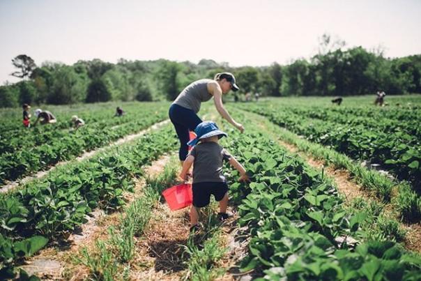 U-Picking at Cates Corner Farm in Hillsborough