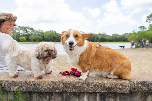 Yappy Hour dogs