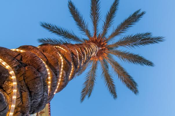 Christmas Palm Tree