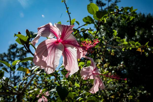 Two-tone hibiscus flower at History Park in Punta Gorda, Florida