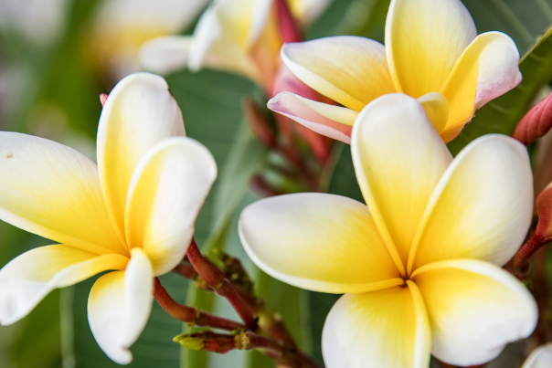 Close up of Yellow Plumeria blossoms