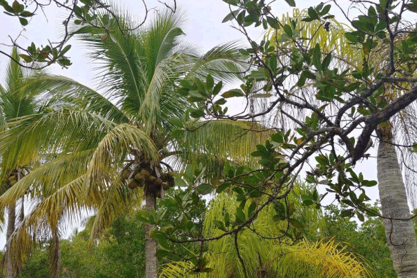 Palm and other trees on Knight Island