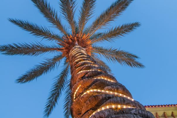Christmas Palm Tree