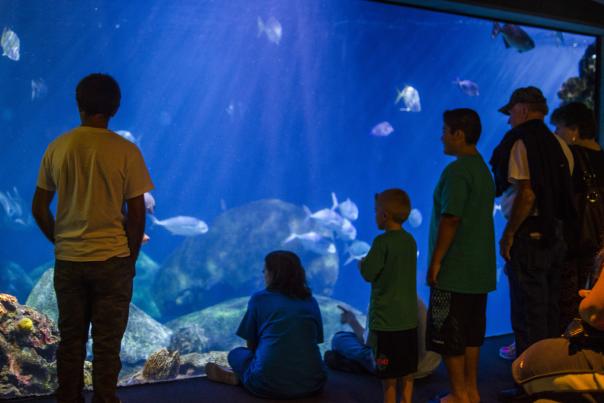 Aquarium Family