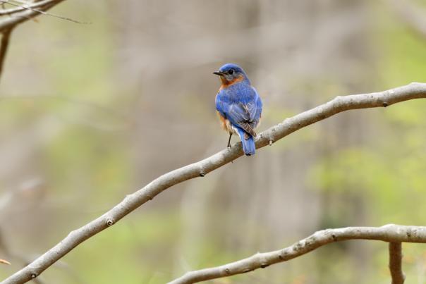 Bluebird sits on a tree branch