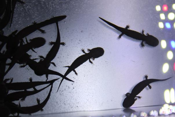 view of baby hellbenders from above at the Chattanooga Zoo