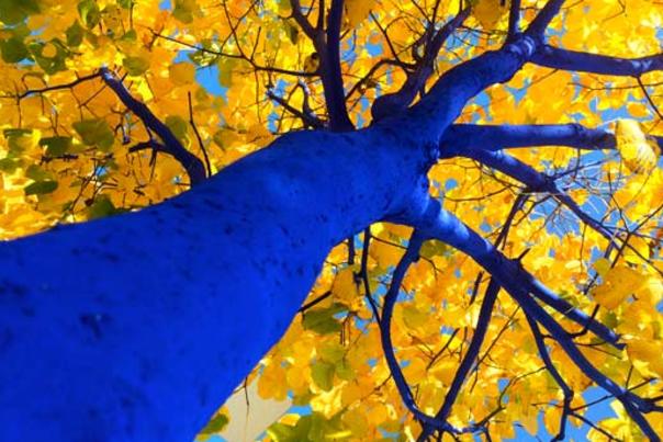 Bluetreessmaller