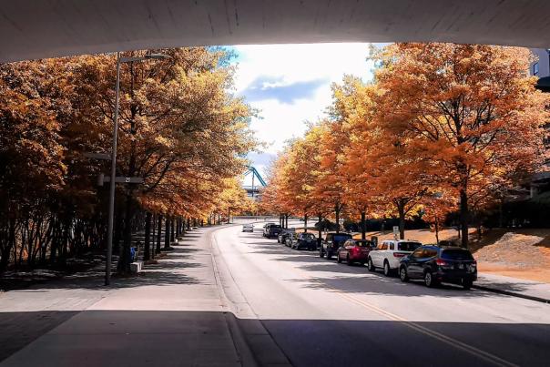 Fall Leaves in the City 2024