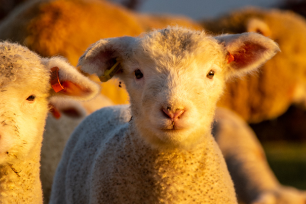 Lambs at Cotswold Farm Park in the Cotswolds.