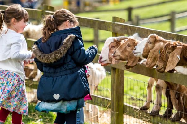 Children feeding animals at Cotswold Farm Park.