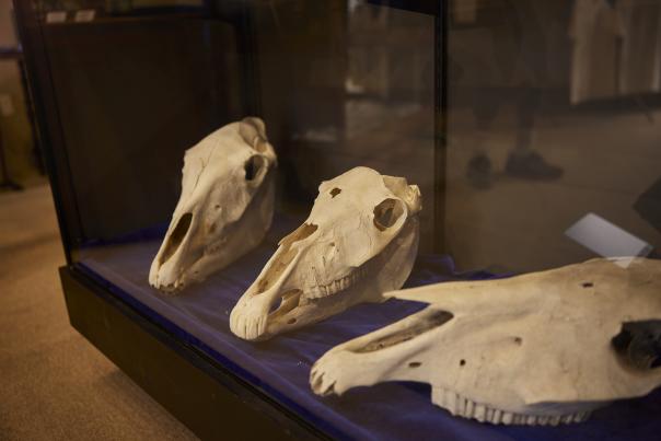 Horseheads