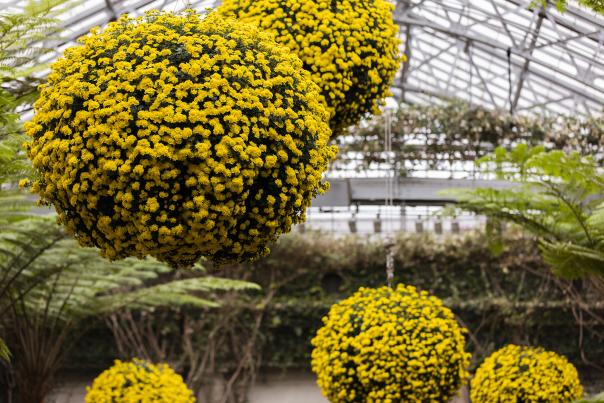 Chrysanthemum Festival