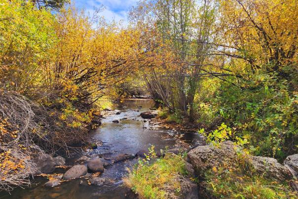 Fall colors along the Middle Crow Creek, Curt Gowdy State Park