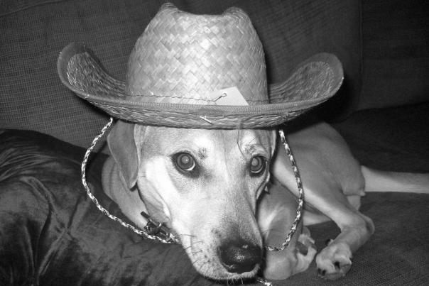 Cowboy Pup