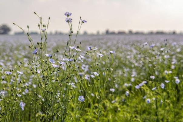 Wildflower