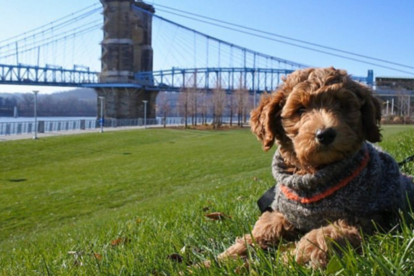 Myrtle with Roebling Suspension Bridge (photo: Phil Armstrong)