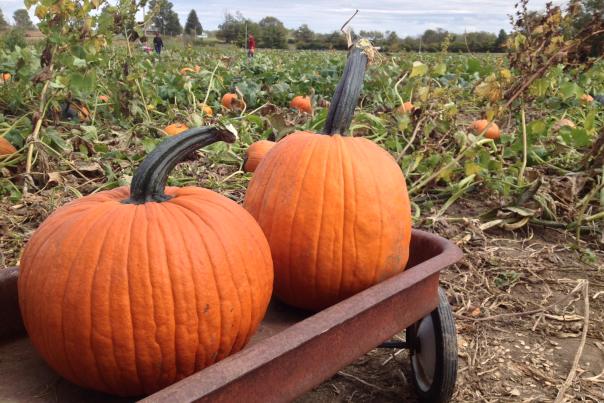 pumpkins out in a field on a local farm in Cincinnati
