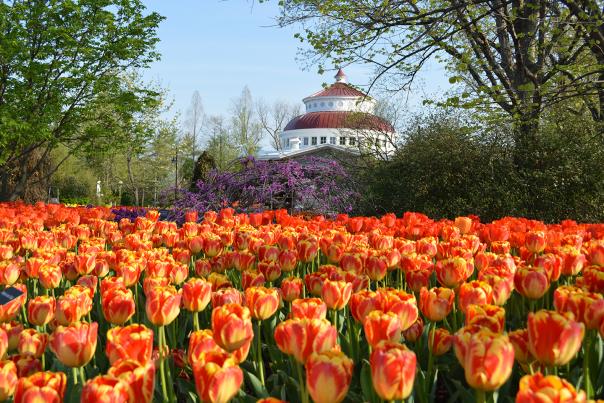 Cincinnati Zoo Zoo Blooms Tulips