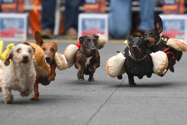 Four dachsunds dressed up as hot dogs racing in the Running of the Wienerdogs at Oktoberfest Zinzinnati