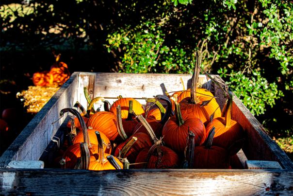 Guide to pumpkin patches and fall fun!