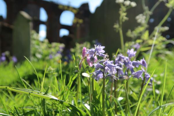 Bluebells in front of St Botolph's Priory
